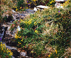 Bächlein im Gsieser Tal