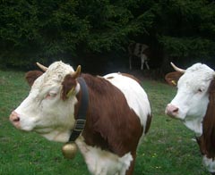 Unsere Kühe